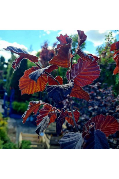 Ліщина велика Пурпуреа 